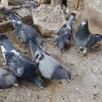 کبوتر المانی
