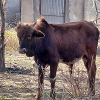 گاو نر ورزا کوله اث چالوسی