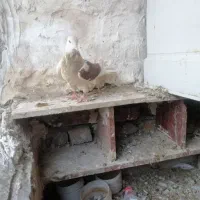 کبوتر|حیوانات|خوسف, |دیوار