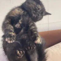 سه عدد بچه گربه