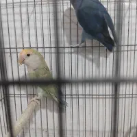 طوطی برزیلی