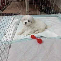 سگ مالتی کراس ۳ ماهه|سگ|ری, ظهیرآباد|دیوار