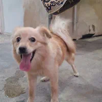 سگ شیتزو روباهی|سگ|بندر ماهشهر, |دیوار