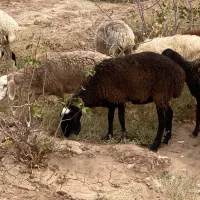 تعداد ده راس میش جوان ابستن چینی وشال و افشارپلنکی