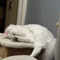 گربه بریتیش|گربه|تهران, شهرک غرب|دیوار