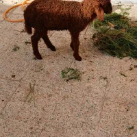 بره نر کوت عبدالله