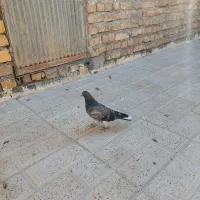 فروش دو عدد جوجه کبوتر|پرنده|خوانسار, |دیوار