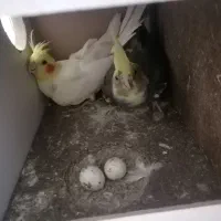 جفت عروس مولد