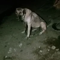 سگ سرابی ماده