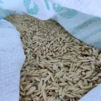 جو محلی