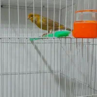 قناری نر مست خون شلاقی