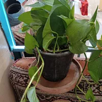 گل پتوس|گل و گیاه طبیعی|قم, سراجه|دیوار