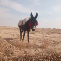 خر الاغ گله ای|حیوانات مزرعه|برخوار, |دیوار