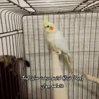 سه تاعروس هلندی لوتینو دستی ومرغ عشق و قلیون عربی|پرنده|کرج, حصارک پایین|دیوار