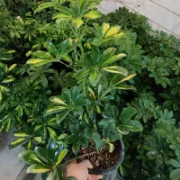 شفلرا پر ریشه شامادورا دیفن سانسوریا پتوس یوکا کاج|گل و گیاه طبیعی|قم, ولیعصر|دیوار