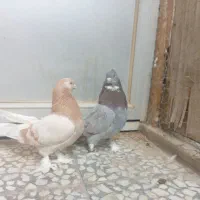 نرو ماده پر