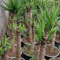 یوکا سطل ۷|گل و گیاه طبیعی|کلاچای, |دیوار