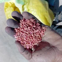 بذر کندم