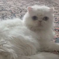 گربه پرشین واگذاری