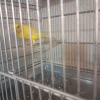 قناری نر و ماده|پرنده|اندیشه, اندیشه فاز ۳|دیوار