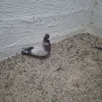 کبوتر|پرنده|شبانکاره, |دیوار