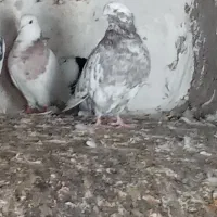 کبوتر طوقی و تهرانی|پرنده|خاوه, |دیوار