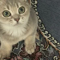 حیوان|لوازم جانبی حیوانات|مشهد, خرمشهر|دیوار