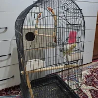 عروس هلندی