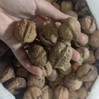 گردو چرب و خوشمزه