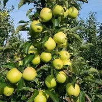 نهالستان مولایی انواع نهال لیبل دار|خدمات باغبانی و درختکاری|تربت‌حیدریه, ۴۵ متری|دیوار