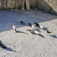 کبوتر|پرنده|شیراز, شهرک مهرگان|دیوار