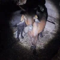 بز پاکستانی|حیوانات مزرعه|میناب, |دیوار