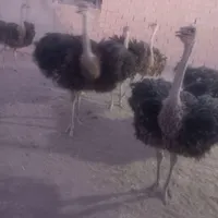 شترمرغ