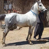 اسب نریان فول یورقه تند