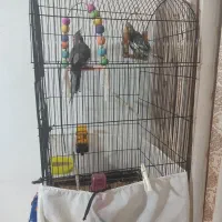 عروس هلندی