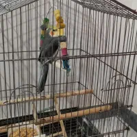 عروس هلندی نر سخن گو همراه با قفس بزرگ