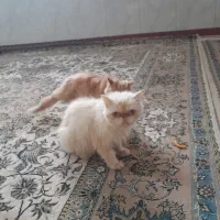 یک جفت گربه پرشین اصل نر۴ساله وماده دوساله مفت مفت