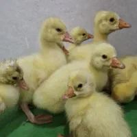 جوجه قوغاز سفید اوکراینی،جوجه غاز محلی و دورگ