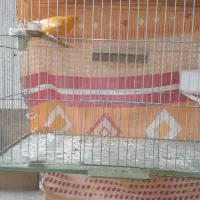 قناری پرتقالی ماده