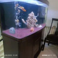آکواریوم شیشه خم ماهیران|ماهی|لنگرود, |دیوار