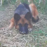 سگ ژرمن ماده