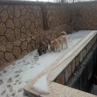 سگ نژاددار|سگ|جوانرود, |دیوار