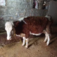 گاوسیمینتال وهلشتاین