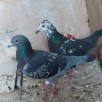 مجسمه کفتر سوسکی با مگس