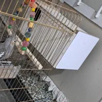 یک  عروس هلندی ماده باقفس بزدگ وهمه وسایل