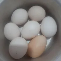 تخم مرغ خانگی