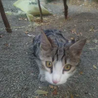 گربه|گربه|همدان, |دیوار