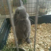 خرگوش لوپ عروسکی|موش و خرگوش|لواسان, |دیوار