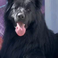 ژرمن شولاین