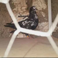 حراج ۱۳ تا کفتر خوب و بد زیر قیمت|حراج|قرچک, ولی آباد|دیوار